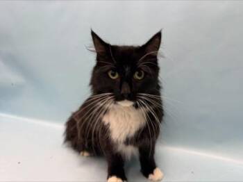 King Cedric -  Domestic Long Hair Cat for Adoption in Minneapolis, Minnesota - King Cedric | PetCurious