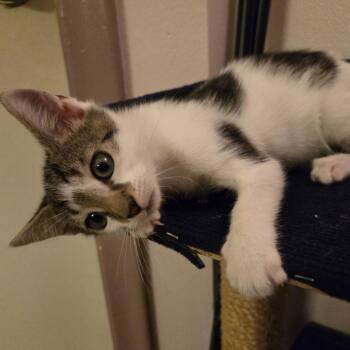 Radium -  Domestic Short Hair Cat for Adoption in Sunrise, Florida - Radium | PetCurious