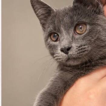 Mouse -  Domestic Short Hair Cat for Adoption in La Grange, Kentucky - Mouse | PetCurious
