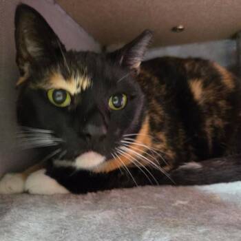 Domestic Short Hair Cats Available for Adoption in Buffalo, New York - Egypt | PetCurious