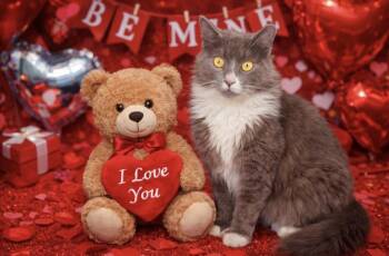 Maine Coon Cats Available for Adoption - Kumar | PetCurious