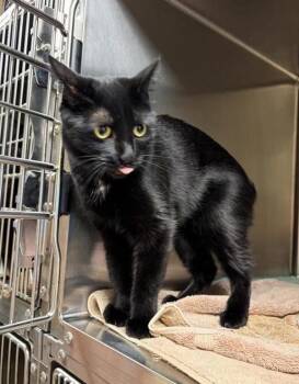 Malibu -  Domestic Medium Hair Cat for Adoption in Black Eagle, Montana - Malibu | PetCurious