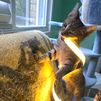 Rescue Tabby and Domestic Short Hair Cats for Adoption in Knoxville, Tennessee - Fergus | PetCurious