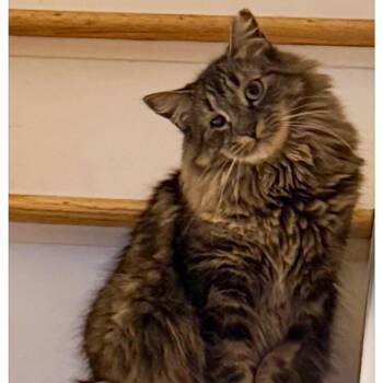 Willow -  Maine Coon and Domestic Long Hair Cat for Adoption in Newark, New Jersey - Willow | PetCurious