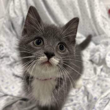 Rescue Domestic Medium Hair Cats for Adoption in Waterloo, Iowa - Rarri | PetCurious