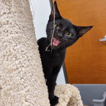 Lyra -  Domestic Short Hair Cat for Adoption in Corpus Christi, Texas - Lyra | PetCurious