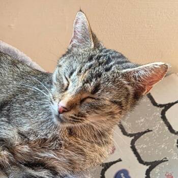 Callie Jo -  Extra Toes Cat Hemingway Polydactyl and Domestic Short Hair Cat for Adoption in Carmel, Indiana - Callie Jo | PetCurious