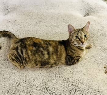 Rescue Tabby Cats for Adoption in Fort Worth, Texas - Monet | PetCurious