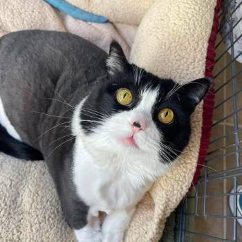 Linette -  Domestic Short Hair Cat for Adoption in Winthrop, Maine - Linette | PetCurious