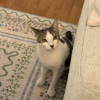 Granola -  Domestic Short Hair Cat for Adoption in Medford, Massachusetts - Granola | PetCurious