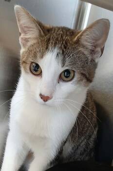 Beetlejuice -  Domestic Short Hair Cat for Adoption in Georgetown, Ohio - Beetlejuice | PetCurious