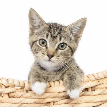 Joanie -  Domestic Short Hair Cat for Adoption in Franklin, Tennessee - Joanie | PetCurious