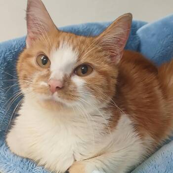 American Shorthair Cats Available for Adoption in Richmond, Kentucky - Heathcliff | PetCurious