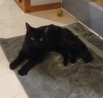 Suguru -  Domestic Long Hair Cat Available for Adoption in Shell Lake, Wisconsin - Suguru | PetCurious