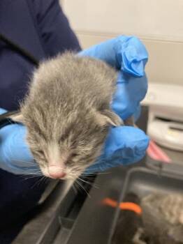 Merida -  Domestic Short Hair Cat for Adoption in Winnipeg, Manitoba - Merida | PetCurious