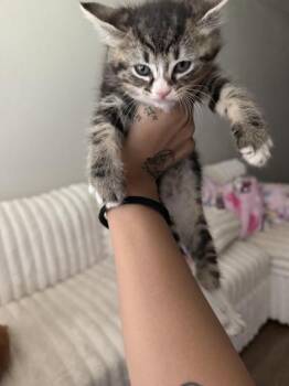 Toast -  Domestic Short Hair Cat for Adoption in Liverpool, Texas - Toast | PetCurious