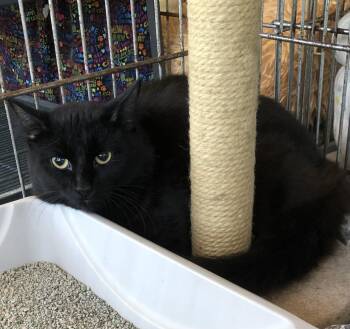 Fluffy -  Domestic Short Hair Cat for Adoption in Parma, Ohio - Fluffy | PetCurious