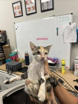 Roulette -  Domestic Short Hair Cat for Adoption in Fresno, California - Roulette | PetCurious