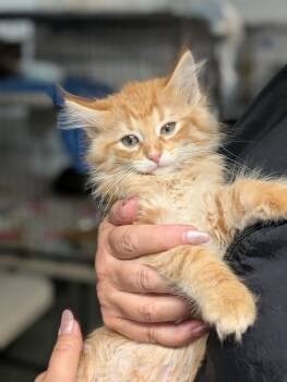 Fluffernutter -  Domestic Long Hair Cat for Adoption in Tilton, Illinois - Fluffernutter | PetCurious