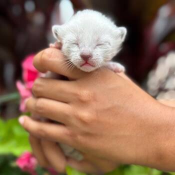 Rescue Siamese Cats for Adoption in Oak Grove, Minnesota - Olivia | PetCurious