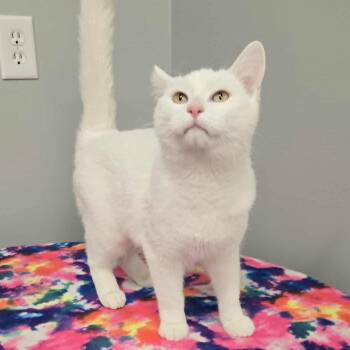 Rescue Domestic Short Hair Cats for Adoption in Watertown, Wisconsin - Mya | PetCurious