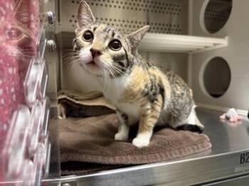 Seeker -  Domestic Short Hair Cat for Adoption in Kansas City, Missouri - Seeker | PetCurious