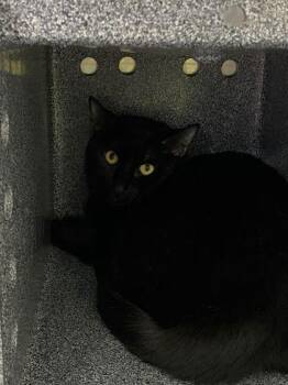 Onyx -  Domestic Short Hair Cat for Adoption in Daytona Beach, Florida - Onyx | PetCurious