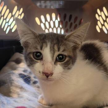 Humor -  Domestic Short Hair Cat for Adoption in Lynchburg, Virginia - Humor | PetCurious