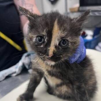 Radium -  Domestic Short Hair Cat for Adoption in Dearborn, Michigan - Radium | PetCurious