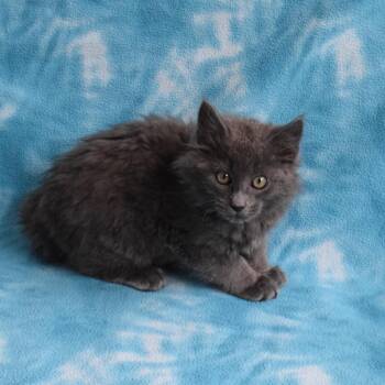 Smoky 53014 -  Domestic Short Hair Cat for Adoption in Eureka, California - Smoky 53014 | PetCurious