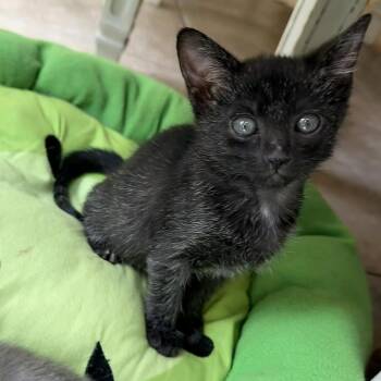 Domestic Short Hair Cats Available for Adoption in Columbus, Georgia - Lilac | PetCurious