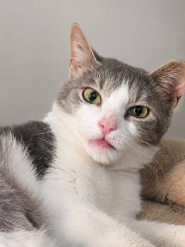 Ekerini -  Domestic Short Hair Cat for Adoption in Alexandria, Virginia - Ekerini | PetCurious