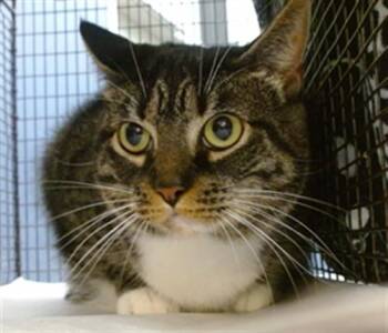 BOON -  Domestic Short Hair Cat for Adoption in Doral, Florida - BOON | PetCurious