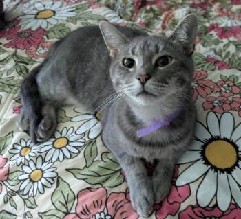 Rescue Domestic Short Hair Cats for Adoption in Brighton, New York - Bonnie (Playful Lap Cat) | PetCurious
