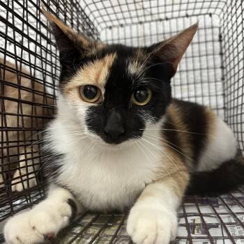 Domestic Short Hair Cats Available for Adoption in Edinburg, Texas - Fluttershy | PetCurious