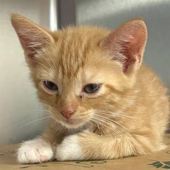 HELGA -  Domestic Short Hair Cat for Adoption in St. Louis, Missouri - HELGA | PetCurious