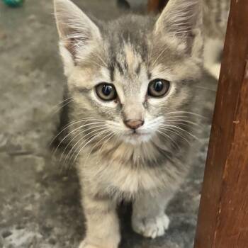 Savannah -  Domestic Short Hair Cat for Adoption in Evansville, Indiana - Savannah | PetCurious