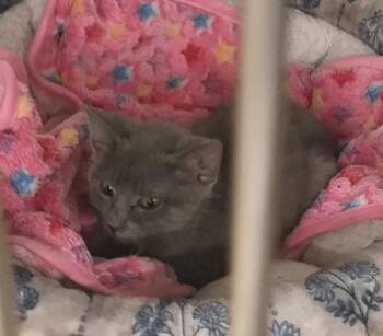 Pawlette -  Domestic Short Hair Cat for Adoption in St. Cloud, Florida - Pawlette | PetCurious