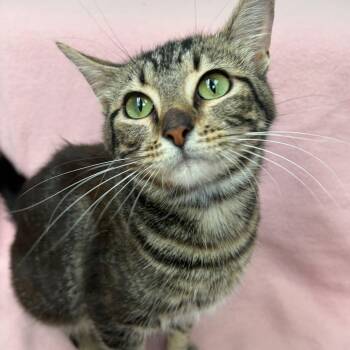 Yoko -  Domestic Short Hair Cat for Adoption in West Point, Mississippi - Yoko | PetCurious