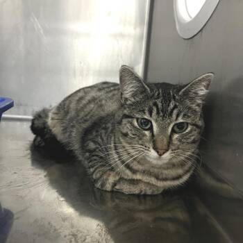 Domestic Short Hair Cats Available for Adoption in Idaho Falls, Idaho - Penelope | PetCurious