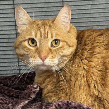 Domestic Short Hair and Tabby Cats Available for Adoption - Gracie | PetCurious