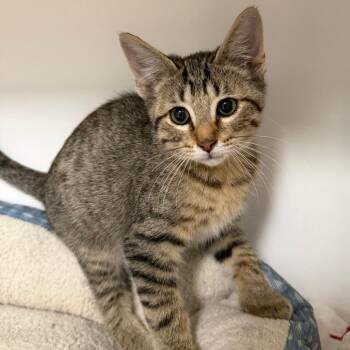 Wasabi -  Domestic Short Hair Cat for Adoption in Stillwater, Oklahoma - Wasabi | PetCurious