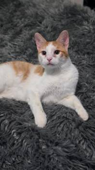 Rescue Tabby Cats for Adoption in Capshaw, Alabama - ROLEX | PetCurious