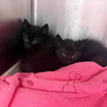 Baloo -  Domestic Medium Hair Cat for Adoption in Madisonville, Tennessee - Baloo | PetCurious