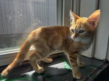 Swirl -  Domestic Short Hair Cat for Adoption in Shelbyville, Tennessee - Swirl | PetCurious