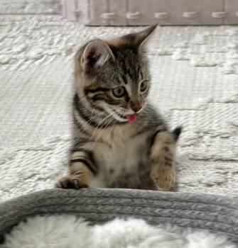 American Shorthair Cats Available for Adoption - Eloise | PetCurious
