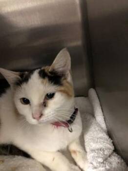 Autumn -  Domestic Short Hair Cat for Adoption in Hillsboro, Oregon - Autumn | PetCurious