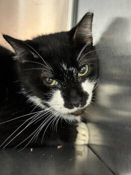 Rescue Domestic Short Hair Cats for Adoption in Fort Lauderdale, Florida - ARMSTRONG | PetCurious