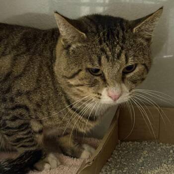 Chunk -  Domestic Short Hair Cat for Adoption in Yuma, Arizona - Chunk | PetCurious