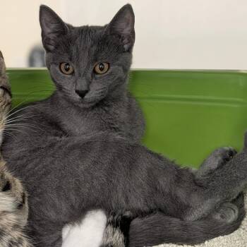 Judy -  Domestic Short Hair Cat for Adoption in Buchanan Dam, Texas - Judy | PetCurious